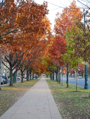 Fall Season Fall Season